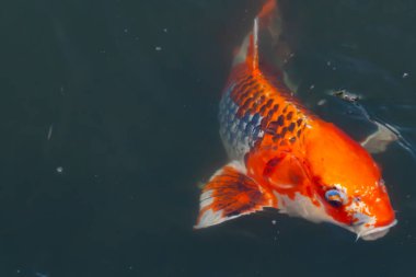 Bu güzel koi balığı suda yüzerken görüldü. Balıkların turuncu ve siyah pulları berrak sularda göze çarpar. Bu sazan bıyıkları ağzıyla dışarı sarkan yiyecekler.