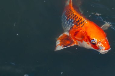 Bu güzel koi balığı suda yüzerken görüldü. Balıkların turuncu ve siyah pulları berrak sularda göze çarpar. Bu sazan bıyıkları ağzıyla dışarı sarkan yiyecekler.