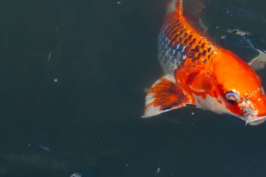 Bu güzel koi balığı suda yüzerken görüldü. Balıkların turuncu ve siyah pulları berrak sularda göze çarpar. Bu sazan bıyıkları ağzıyla dışarı sarkan yiyecekler.