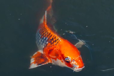 Bu güzel koi balığı suda yüzerken görüldü. Balıkların turuncu ve siyah pulları berrak sularda göze çarpar. Bu sazan bıyıkları ağzıyla dışarı sarkan yiyecekler.