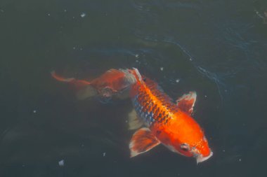 Bu güzel koi balığı suda yüzerken görüldü. Balıkların turuncu ve siyah pulları berrak sularda göze çarpar. Bu sazan bıyıkları ağzıyla dışarı sarkan yiyecekler.