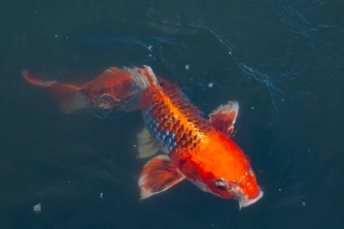 Bu güzel koi balığı suda yüzerken görüldü. Balıkların turuncu ve siyah pulları berrak sularda göze çarpar. Bu sazan bıyıkları ağzıyla dışarı sarkan yiyecekler.