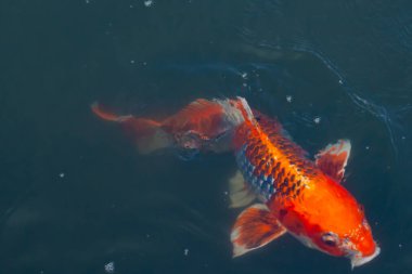 Bu güzel koi balığı suda yüzerken görüldü. Balıkların turuncu ve siyah pulları berrak sularda göze çarpar. Bu sazan bıyıkları ağzıyla dışarı sarkan yiyecekler.