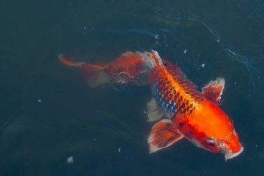 Bu güzel koi balığı suda yüzerken görüldü. Balıkların turuncu ve siyah pulları berrak sularda göze çarpar. Bu sazan bıyıkları ağzıyla dışarı sarkan yiyecekler.