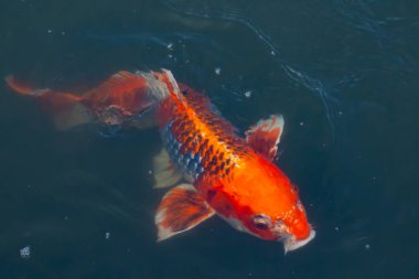 Bu güzel koi balığı suda yüzerken görüldü. Balıkların turuncu ve siyah pulları berrak sularda göze çarpar. Bu sazan bıyıkları ağzıyla dışarı sarkan yiyecekler.