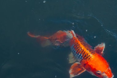 Bu güzel koi balığı suda yüzerken görüldü. Balıkların turuncu ve siyah pulları berrak sularda göze çarpar. Bu sazan bıyıkları ağzıyla dışarı sarkan yiyecekler.
