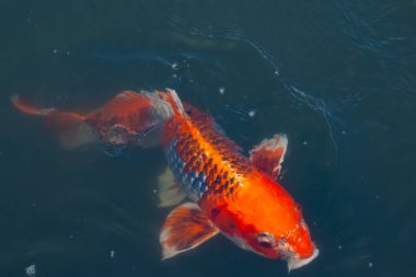 Bu güzel koi balığı suda yüzerken görüldü. Balıkların turuncu ve siyah pulları berrak sularda göze çarpar. Bu sazan bıyıkları ağzıyla dışarı sarkan yiyecekler.