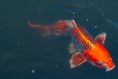Bu güzel koi balığı suda yüzerken görüldü. Balıkların turuncu ve siyah pulları berrak sularda göze çarpar. Bu sazan bıyıkları ağzıyla dışarı sarkan yiyecekler.