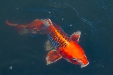 Bu güzel koi balığı suda yüzerken görüldü. Balıkların turuncu ve siyah pulları berrak sularda göze çarpar. Bu sazan bıyıkları ağzıyla dışarı sarkan yiyecekler.