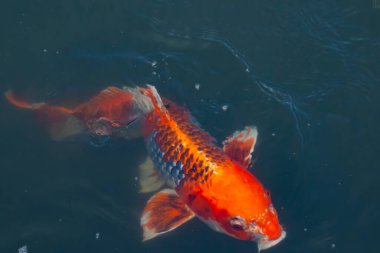 Bu güzel koi balığı suda yüzerken görüldü. Balıkların turuncu ve siyah pulları berrak sularda göze çarpar. Bu sazan bıyıkları ağzıyla dışarı sarkan yiyecekler.