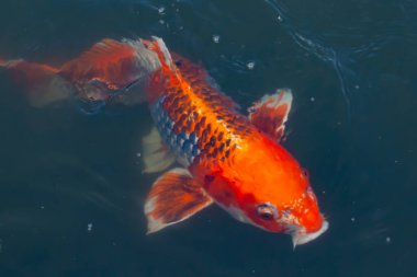 Bu güzel koi balığı suda yüzerken görüldü. Balıkların turuncu ve siyah pulları berrak sularda göze çarpar. Bu sazan bıyıkları ağzıyla dışarı sarkan yiyecekler.