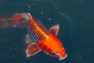Bu güzel koi balığı suda yüzerken görüldü. Balıkların turuncu ve siyah pulları berrak sularda göze çarpar. Bu sazan bıyıkları ağzıyla dışarı sarkan yiyecekler.
