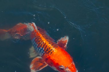 Bu güzel koi balığı suda yüzerken görüldü. Balıkların turuncu ve siyah pulları berrak sularda göze çarpar. Bu sazan bıyıkları ağzıyla dışarı sarkan yiyecekler.