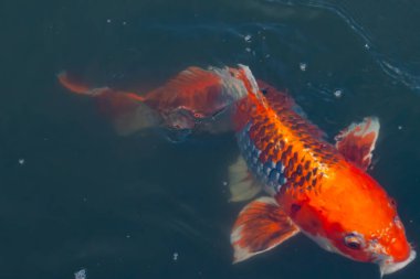Bu güzel koi balığı suda yüzerken görüldü. Balıkların turuncu ve siyah pulları berrak sularda göze çarpar. Bu sazan bıyıkları ağzıyla dışarı sarkan yiyecekler.