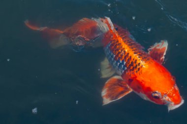 Bu güzel koi balığı suda yüzerken görüldü. Balıkların turuncu ve siyah pulları berrak sularda göze çarpar. Bu sazan bıyıkları ağzıyla dışarı sarkan yiyecekler.