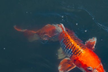Bu güzel koi balığı suda yüzerken görüldü. Balıkların turuncu ve siyah pulları berrak sularda göze çarpar. Bu sazan bıyıkları ağzıyla dışarı sarkan yiyecekler.