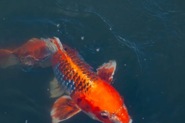 Bu güzel koi balığı suda yüzerken görüldü. Balıkların turuncu ve siyah pulları berrak sularda göze çarpar. Bu sazan bıyıkları ağzıyla dışarı sarkan yiyecekler.