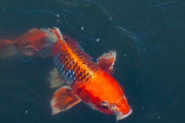 Bu güzel koi balığı suda yüzerken görüldü. Balıkların turuncu ve siyah pulları berrak sularda göze çarpar. Bu sazan bıyıkları ağzıyla dışarı sarkan yiyecekler.
