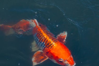 Bu güzel koi balığı suda yüzerken görüldü. Balıkların turuncu ve siyah pulları berrak sularda göze çarpar. Bu sazan bıyıkları ağzıyla dışarı sarkan yiyecekler.