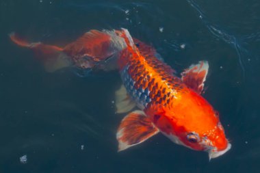 Bu güzel koi balığı suda yüzerken görüldü. Balıkların turuncu ve siyah pulları berrak sularda göze çarpar. Bu sazan bıyıkları ağzıyla dışarı sarkan yiyecekler.
