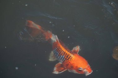 Bu güzel koi balığı suda yüzerken görüldü. Balıkların turuncu ve siyah pulları berrak sularda göze çarpar. Bu sazan bıyıkları ağzıyla dışarı sarkan yiyecekler.