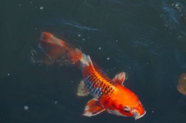 Bu güzel koi balığı suda yüzerken görüldü. Balıkların turuncu ve siyah pulları berrak sularda göze çarpar. Bu sazan bıyıkları ağzıyla dışarı sarkan yiyecekler.