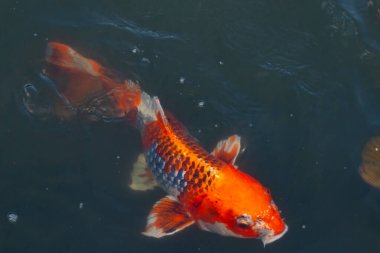 Bu güzel koi balığı suda yüzerken görüldü. Balıkların turuncu ve siyah pulları berrak sularda göze çarpar. Bu sazan bıyıkları ağzıyla dışarı sarkan yiyecekler.