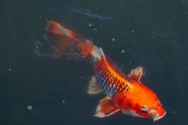 Bu güzel koi balığı suda yüzerken görüldü. Balıkların turuncu ve siyah pulları berrak sularda göze çarpar. Bu sazan bıyıkları ağzıyla dışarı sarkan yiyecekler.