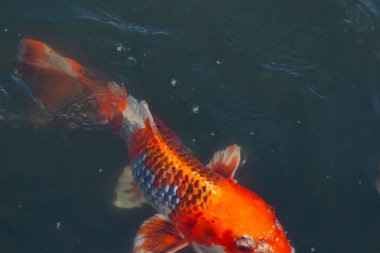 Bu güzel koi balığı suda yüzerken görüldü. Balıkların turuncu ve siyah pulları berrak sularda göze çarpar. Bu sazan bıyıkları ağzıyla dışarı sarkan yiyecekler.