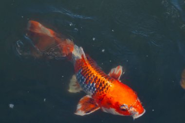 Bu güzel koi balığı suda yüzerken görüldü. Balıkların turuncu ve siyah pulları berrak sularda göze çarpar. Bu sazan bıyıkları ağzıyla dışarı sarkan yiyecekler.