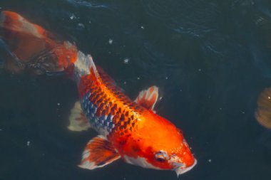 Bu güzel koi balığı suda yüzerken görüldü. Balıkların turuncu ve siyah pulları berrak sularda göze çarpar. Bu sazan bıyıkları ağzıyla dışarı sarkan yiyecekler.