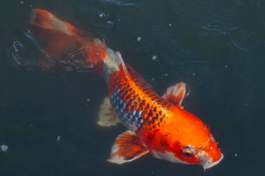 Bu güzel koi balığı suda yüzerken görüldü. Balıkların turuncu ve siyah pulları berrak sularda göze çarpar. Bu sazan bıyıkları ağzıyla dışarı sarkan yiyecekler.