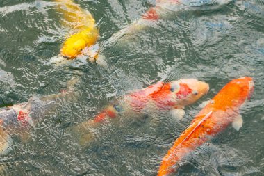 Bu suda yüzen koi balıklarının renklerini çok seviyorum. Bu süs sazanları suyun dalgalanmalarının altında izlemek için oldukça güzeller. Bu fotoğraf Japonya 'da çekildi..