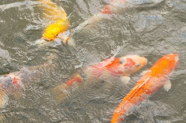 Bu suda yüzen koi balıklarının renklerini çok seviyorum. Bu süs sazanları suyun dalgalanmalarının altında izlemek için oldukça güzeller. Bu fotoğraf Japonya 'da çekildi..