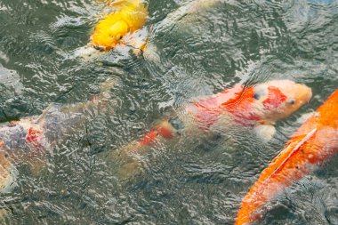 Bu suda yüzen koi balıklarının renklerini çok seviyorum. Bu süs sazanları suyun dalgalanmalarının altında izlemek için oldukça güzeller. Bu fotoğraf Japonya 'da çekildi..