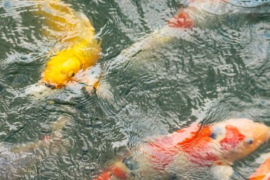 Bu suda yüzen koi balıklarının renklerini çok seviyorum. Bu süs sazanları suyun dalgalanmalarının altında izlemek için oldukça güzeller. Bu fotoğraf Japonya 'da çekildi..