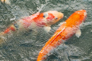 Bu suda yüzen koi balıklarının renklerini çok seviyorum. Bu süs sazanları suyun dalgalanmalarının altında izlemek için oldukça güzeller. Bu fotoğraf Japonya 'da çekildi..