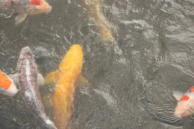 Bu suda yüzen koi balıklarının renklerini çok seviyorum. Bu süs sazanları suyun dalgalanmalarının altında izlemek için oldukça güzeller. Bu fotoğraf Japonya 'da çekildi..