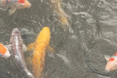 Bu suda yüzen koi balıklarının renklerini çok seviyorum. Bu süs sazanları suyun dalgalanmalarının altında izlemek için oldukça güzeller. Bu fotoğraf Japonya 'da çekildi..