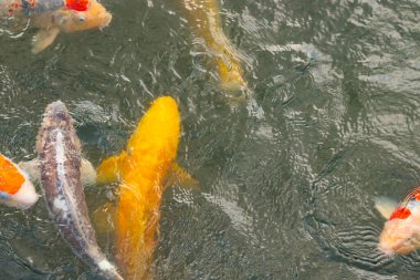 Bu suda yüzen koi balıklarının renklerini çok seviyorum. Bu süs sazanları suyun dalgalanmalarının altında izlemek için oldukça güzeller. Bu fotoğraf Japonya 'da çekildi..