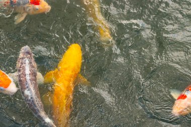 Bu suda yüzen koi balıklarının renklerini çok seviyorum. Bu süs sazanları suyun dalgalanmalarının altında izlemek için oldukça güzeller. Bu fotoğraf Japonya 'da çekildi..