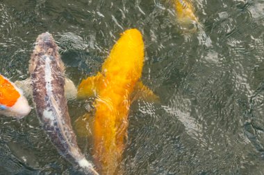 Bu suda yüzen koi balıklarının renklerini çok seviyorum. Bu süs sazanları suyun dalgalanmalarının altında izlemek için oldukça güzeller. Bu fotoğraf Japonya 'da çekildi..