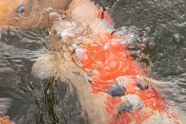 Bu güzel kabarcıklı sahne, turuncu ve beyaz bir şeyin odak dışı görüntüsünü gösteriyor. Neredeyse bir karides rengine sahip, ama bir koi balığı. Suyun dalgalanmaları her yerde görünüyor..
