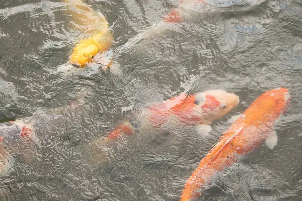 Bu suda yüzen koi balıklarının renklerini çok seviyorum. Bu süs sazanları suyun dalgalanmalarının altında izlemek için oldukça güzeller. Bu fotoğraf Japonya 'da çekildi..