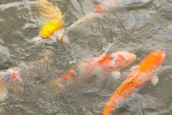 Bu suda yüzen koi balıklarının renklerini çok seviyorum. Bu süs sazanları suyun dalgalanmalarının altında izlemek için oldukça güzeller. Bu fotoğraf Japonya 'da çekildi..