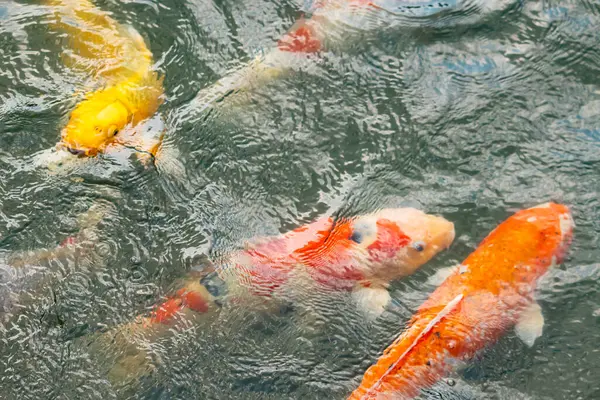 Bu suda yüzen koi balıklarının renklerini çok seviyorum. Bu süs sazanları suyun dalgalanmalarının altında izlemek için oldukça güzeller. Bu fotoğraf Japonya 'da çekildi..