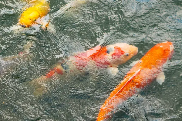Bu suda yüzen koi balıklarının renklerini çok seviyorum. Bu süs sazanları suyun dalgalanmalarının altında izlemek için oldukça güzeller. Bu fotoğraf Japonya 'da çekildi..