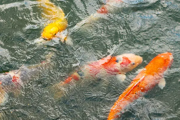 Bu suda yüzen koi balıklarının renklerini çok seviyorum. Bu süs sazanları suyun dalgalanmalarının altında izlemek için oldukça güzeller. Bu fotoğraf Japonya 'da çekildi..