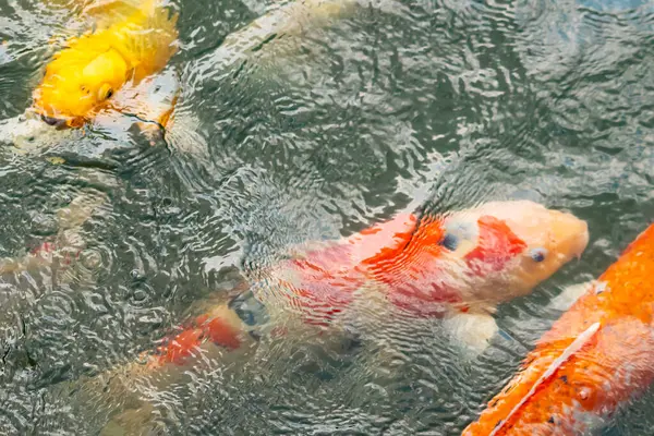 Bu suda yüzen koi balıklarının renklerini çok seviyorum. Bu süs sazanları suyun dalgalanmalarının altında izlemek için oldukça güzeller. Bu fotoğraf Japonya 'da çekildi..