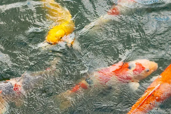 Bu suda yüzen koi balıklarının renklerini çok seviyorum. Bu süs sazanları suyun dalgalanmalarının altında izlemek için oldukça güzeller. Bu fotoğraf Japonya 'da çekildi..